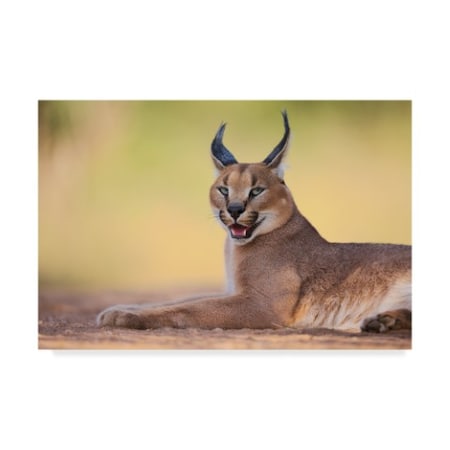 Hillebrand Breuker 'Caracal On Green' Canvas Art,30x47